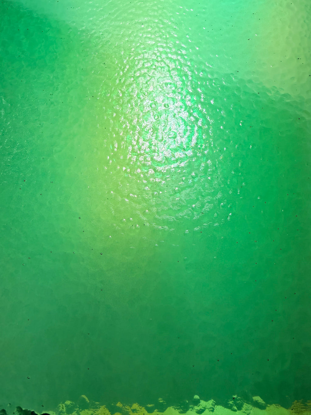 WI Med Green Corella Classic -CC286